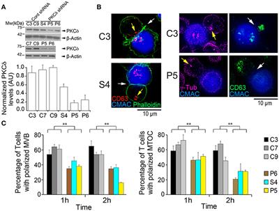 Protein Kinase C δ Regulates the Depletion of Actin at the Immunological Synapse Required for Polarized Exosome Secretion by T Cells